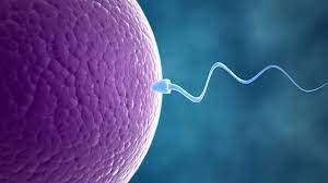 Ovulation Induction Treatment